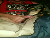 My dog has a personal addiction to my cock
